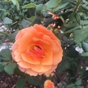 Meet your Posher, Jen